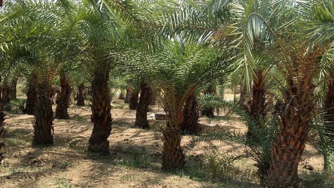 కాలిబూడిదైన ఈతవనం