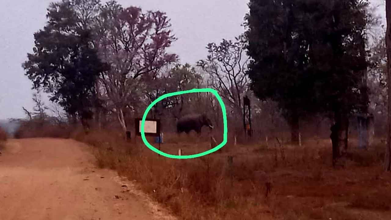 Elephant | ఆపరేషన్‌ గజ సక్సెస్‌.. ప్రాణహిత దాటి మహారాష్ట్రలోకి వెళ్లిపోయిన ఏనుగు