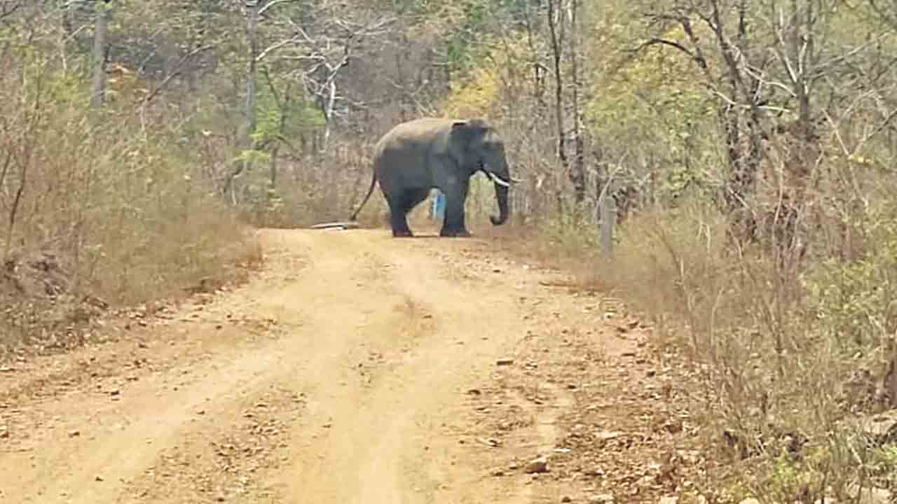 Operation Gaja | ఇద్దరిని పొట్టపెట్టుకుని.. తిరుగుముఖం పట్టిన మదగజం