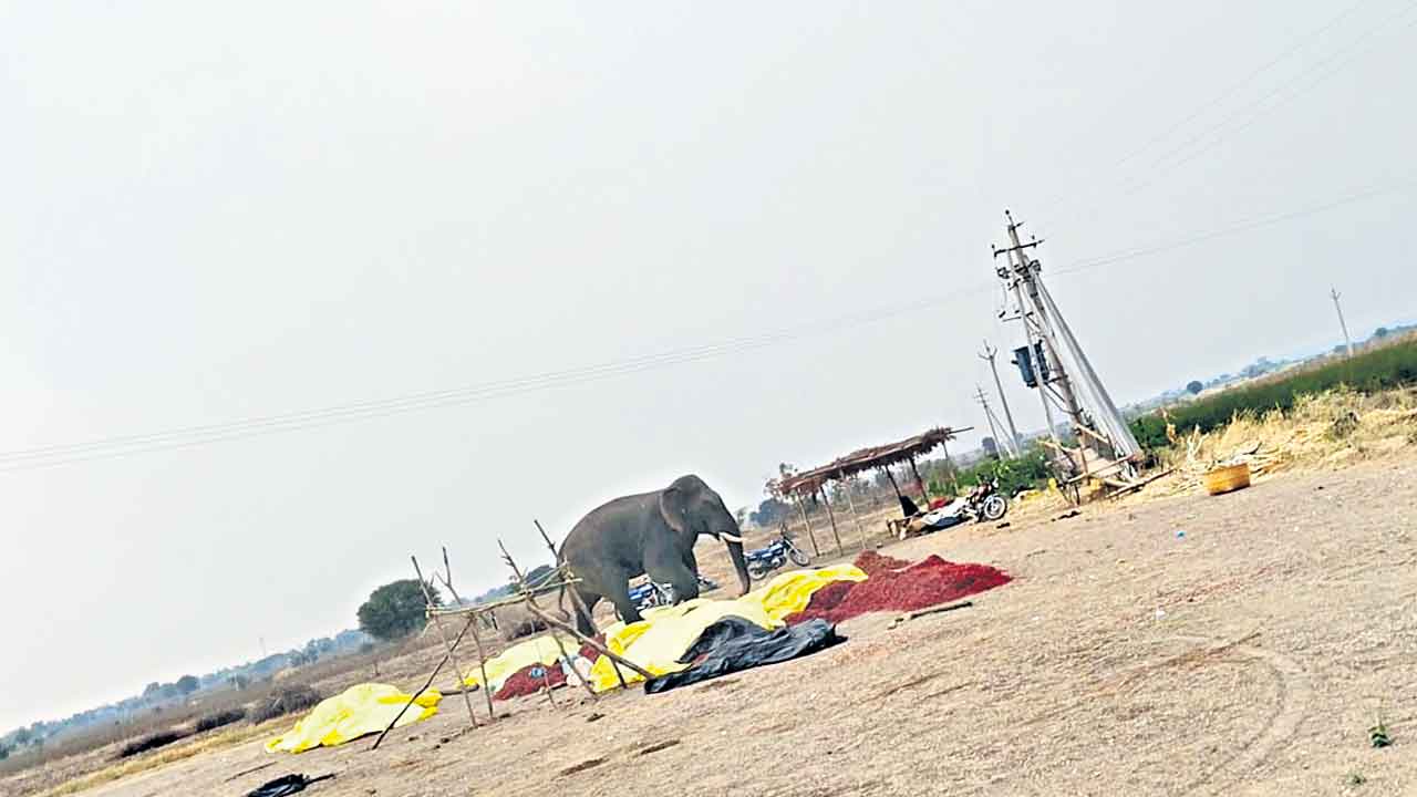 Adilabad | ఆదిలాబాద్‌ అడవుల్లో ఏనుగు.. పొలం పనులు చేసుకుంటున్న రైతుపై దాడి