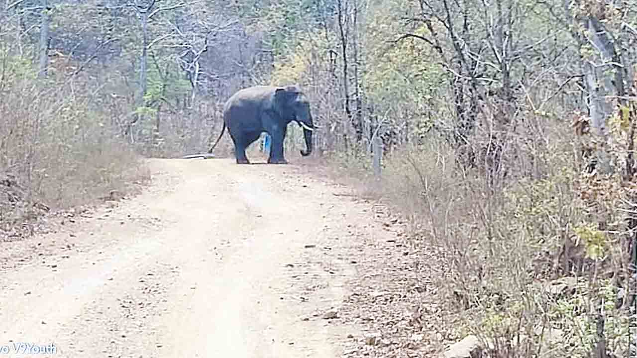 ఏనుగు వస్తే ఏం చేద్దాం..!