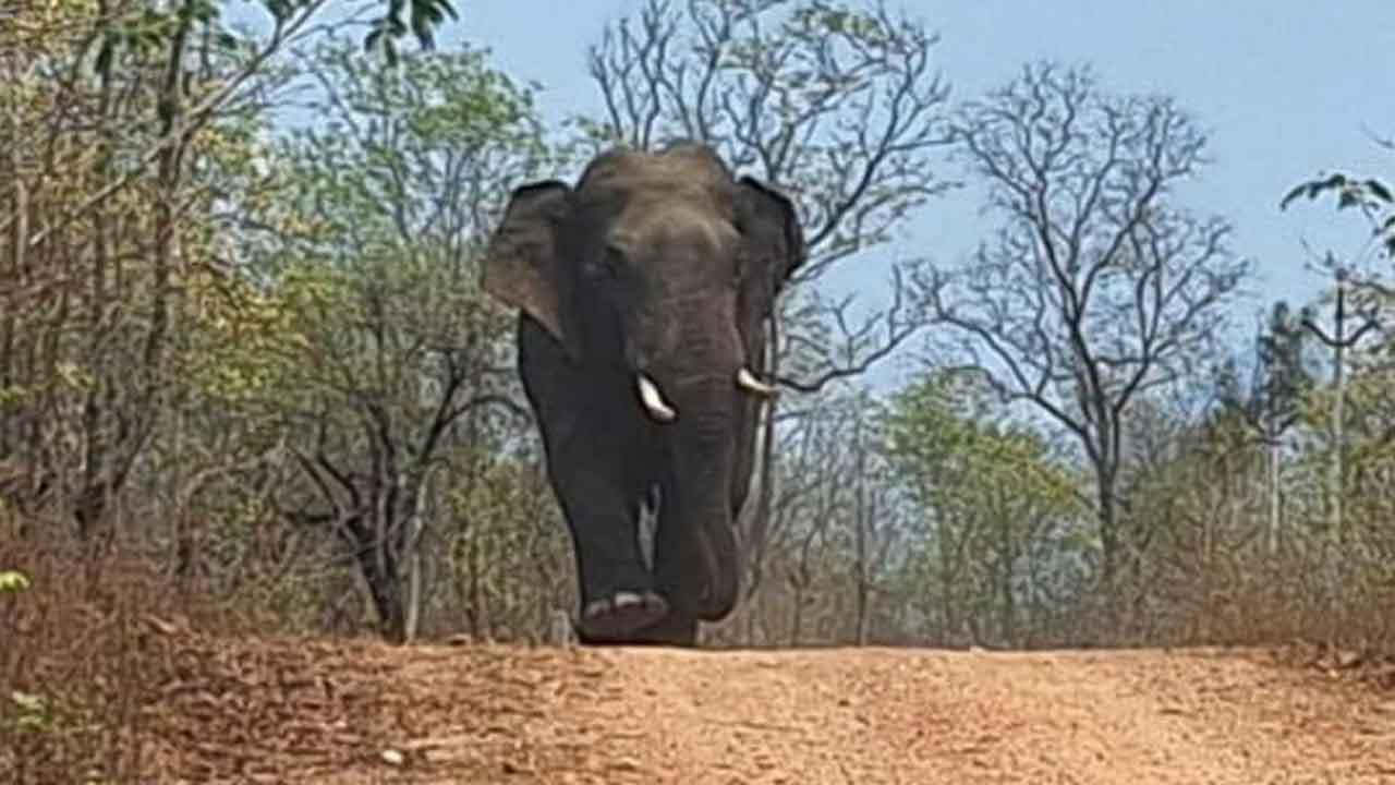 Elephant Trampled Man | ఓటు వేసేందుకు వెళ్తున్న వ్యక్తిని.. తొక్కి చంపిన ఏనుగు
