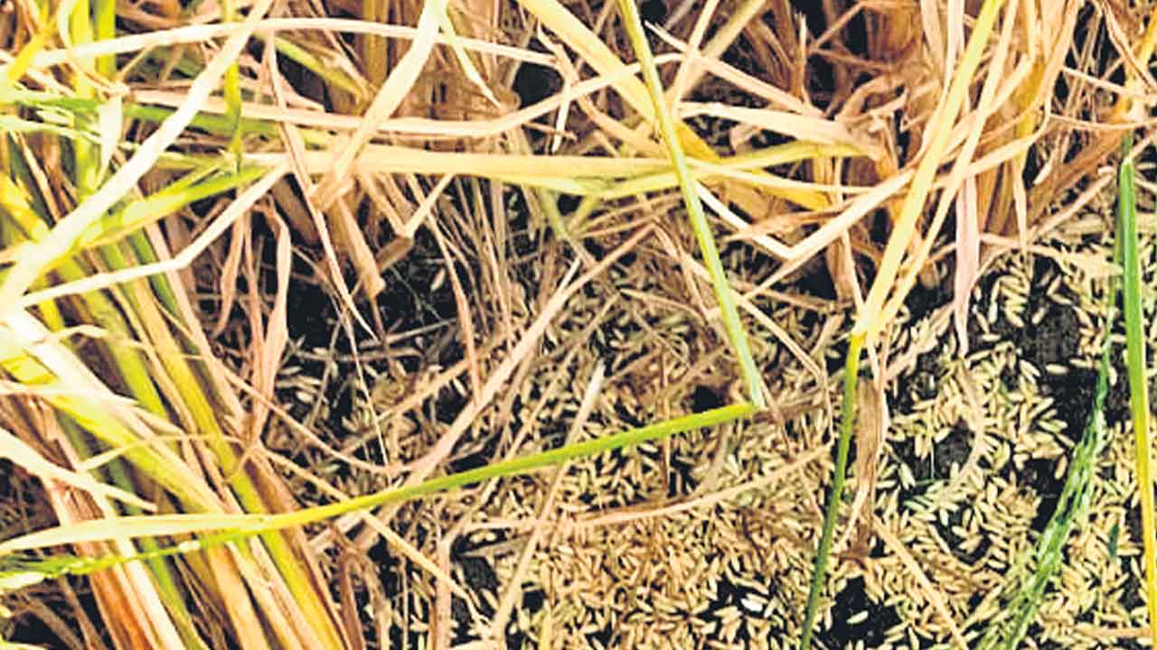 Telangana | ఓ వైపు వానముప్పు.. మరోవైపు ప్రభుత్వ నిర్లక్ష్యం.. రైతుల్లో ఆందోళన