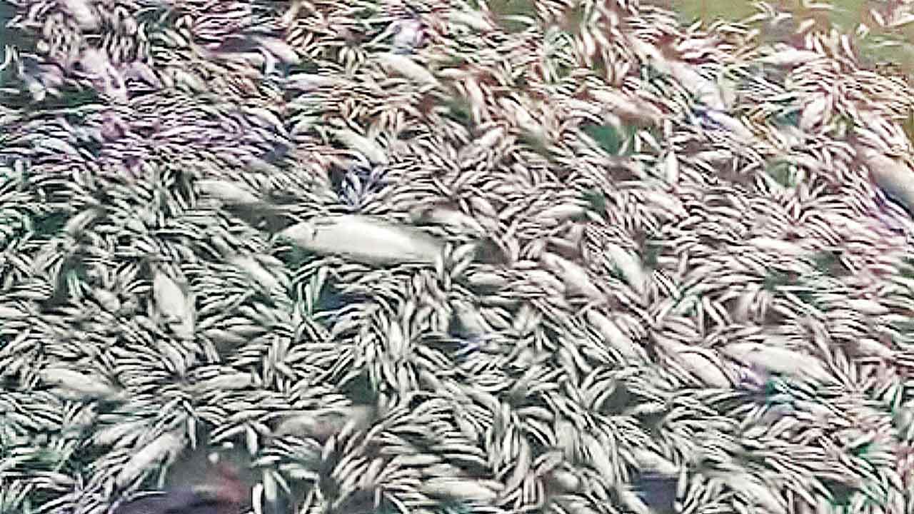 భానుడు భగభగ.. చేపలు విలవిల