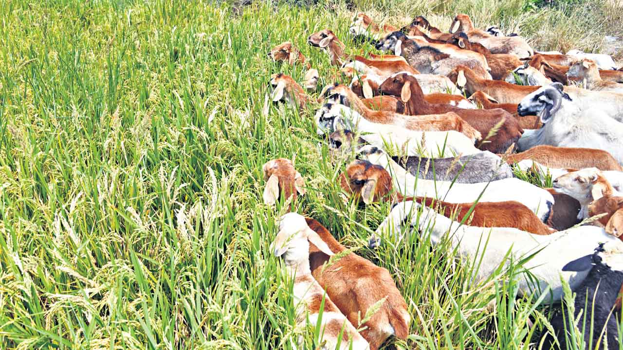 Sircilla | కరువు కోరల్లో సిరిసిల్ల.. మెట్టలో కనిపించని జలసిరులు.. వట్టిపోయిన చెరువులు, కుంటలు