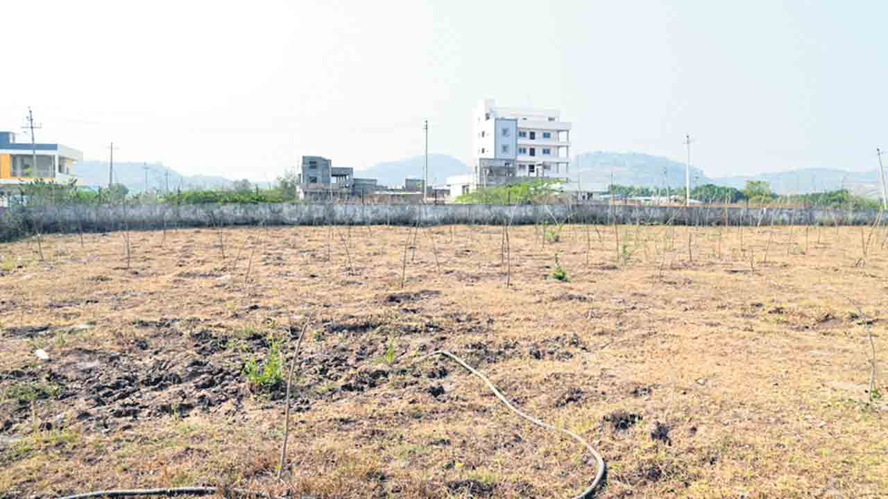 ఎండిన ‘హరిత’ మొక్కలు