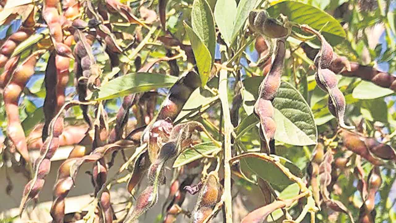 ICRISAT | కరువు వేధించినా కంది సాగు లాభమే: ఇక్రిశాట్‌