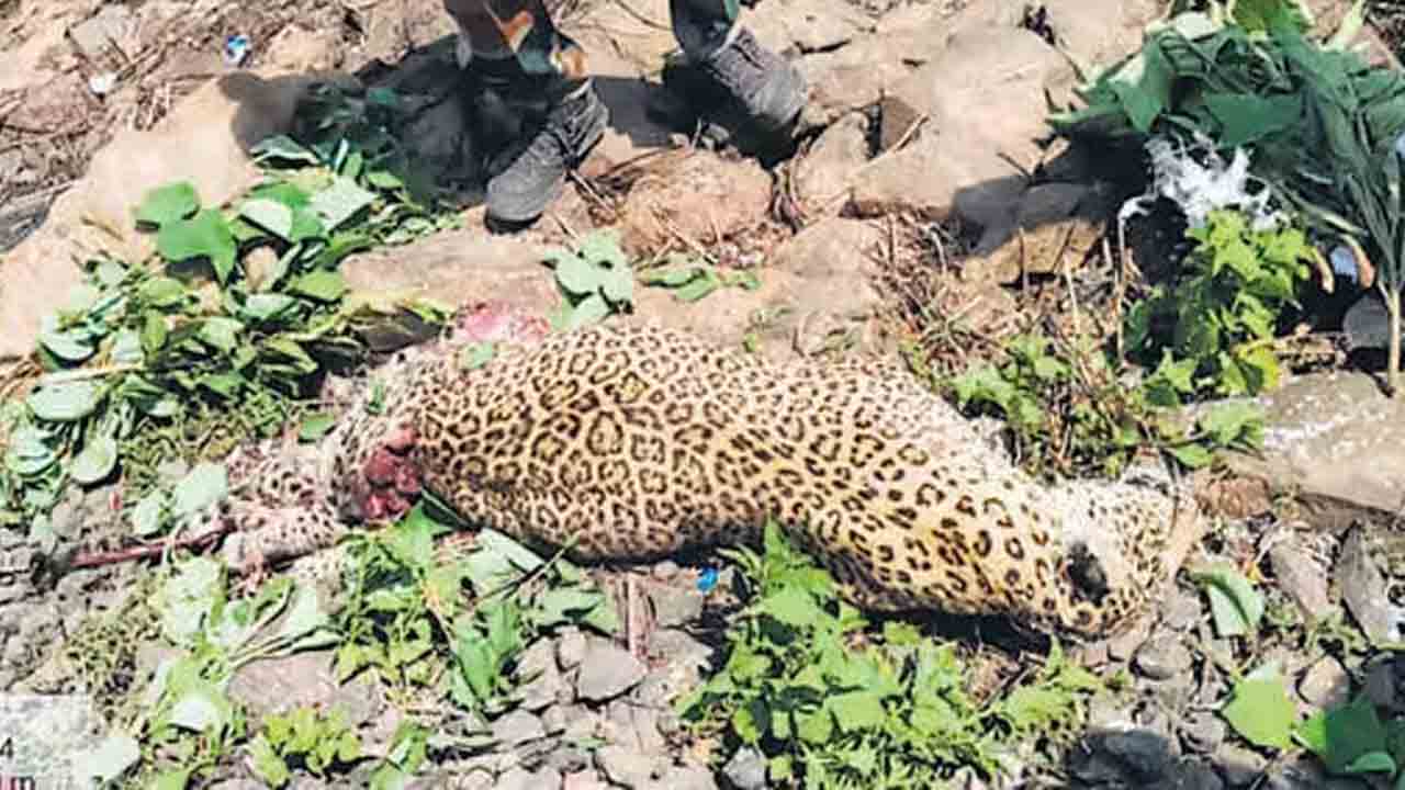 వేటగాళ్లపై పటిష్ట నిఘా