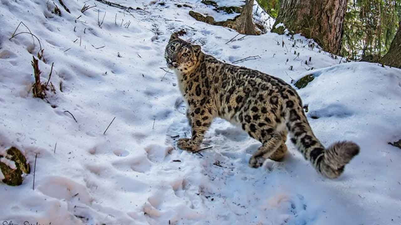 మంచు చిరుతలు.. తేలిన ‘తొలి’ లెక్కలు