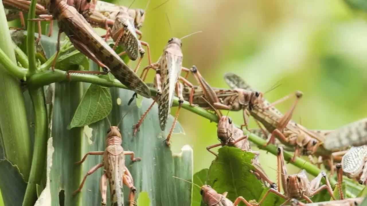 ICRISAT | మిడతల రాకను పసిగట్టే పీ-లాకోస్ట్‌.. ప్రత్యేక పరికరాన్ని అభివృద్ధి చేసిన ఇక్రిశాట్‌