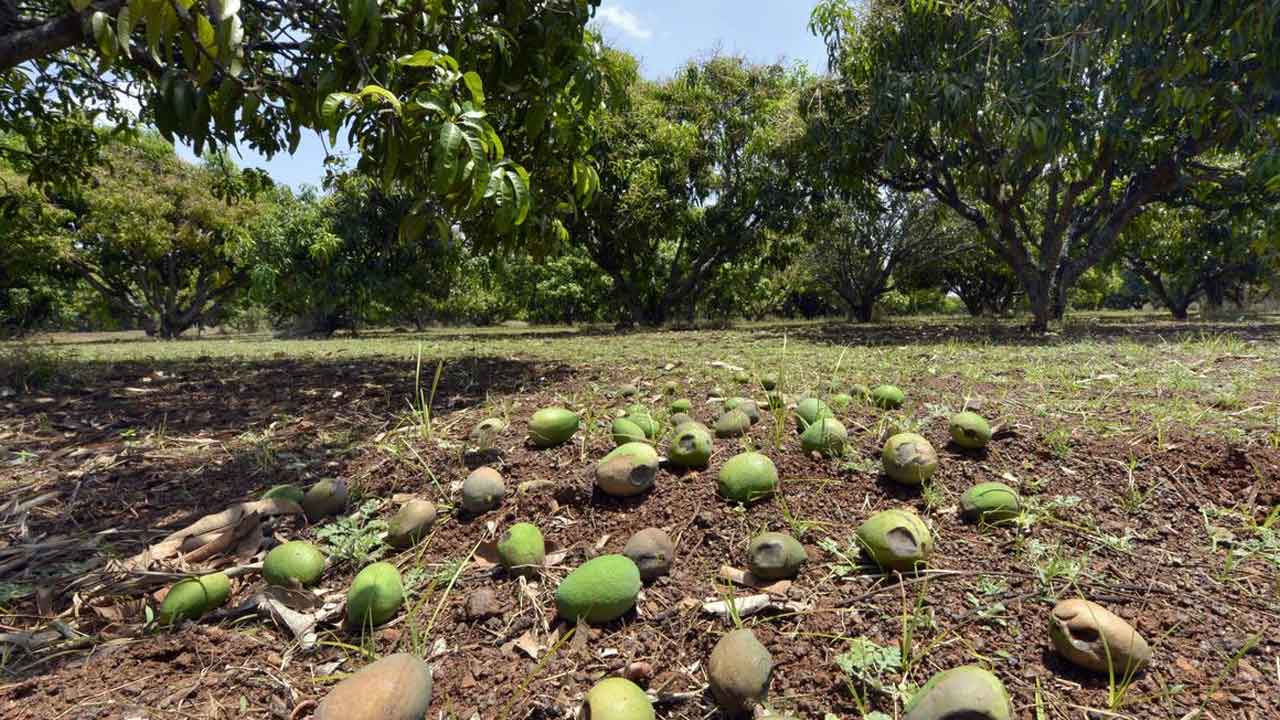 నేలరాలిన మామిడి.. కూలిన పైకప్పులు