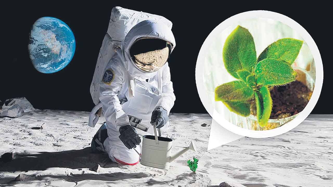 NASA | చంద్రుడిపై మొక్కలు పెంచనున్న నాసా.. ఇతర గ్రహాలపై మానవ కాలనీలు కూడా!