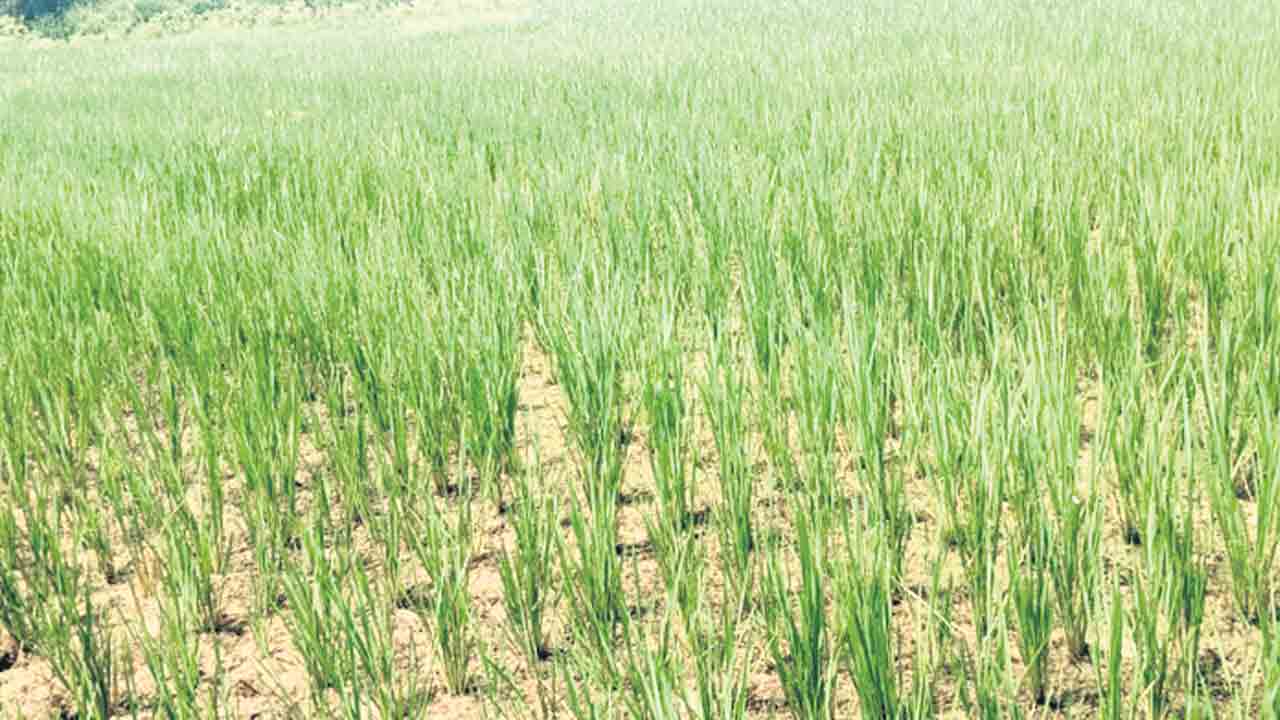 చి‘వరి’కి తడి లేకపాయే..