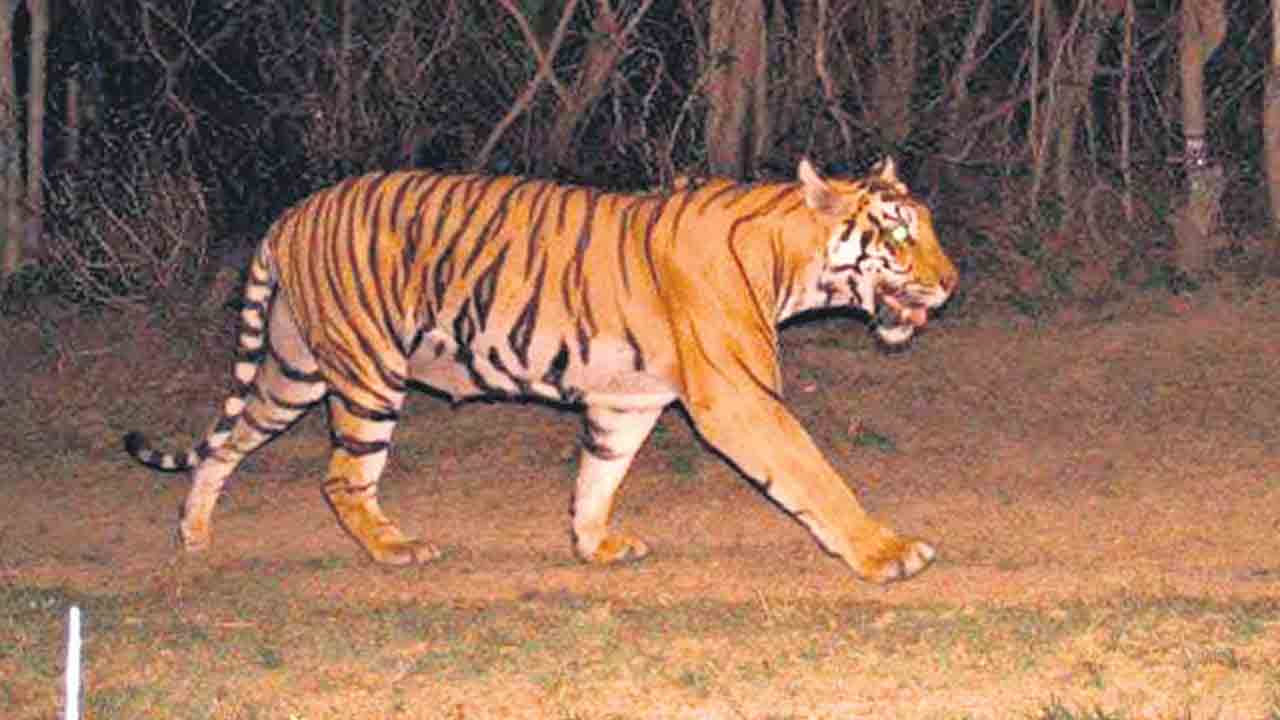 Tiger | కాగ‌జ్‌న‌గ‌ర్ మండ‌లంలో పెద్ద పులి క‌ల‌క‌లం.. భ‌యాందోళ‌న‌లో స్థానికులు