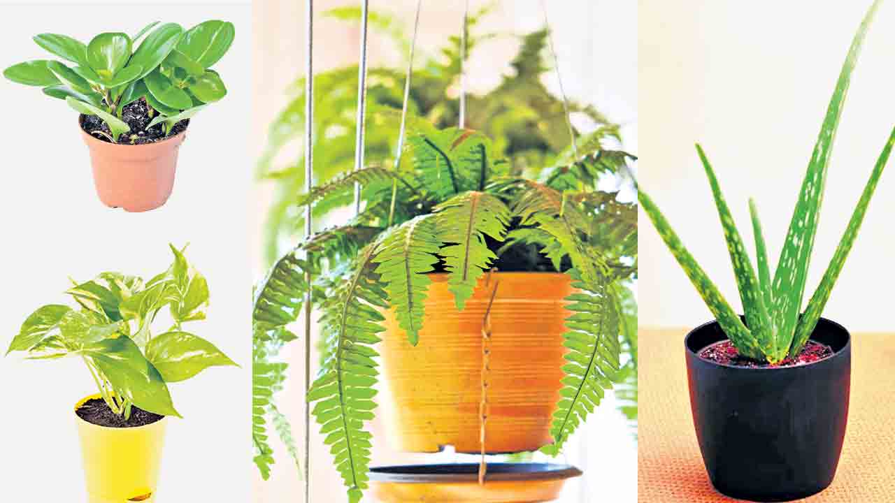 ఏసీ ప్లాంట్స్‌