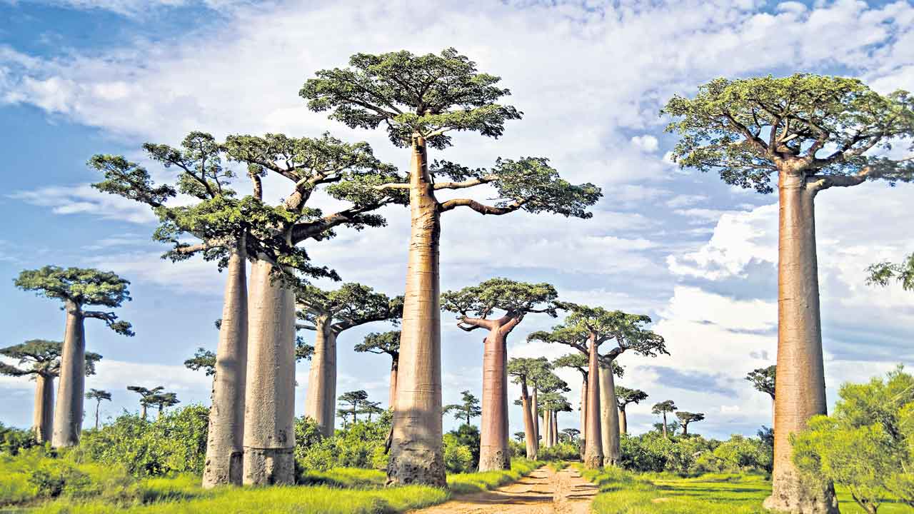 Baobab Tree | ఆ చెట్లు.. మంచి నీళ్ల ట్యాంకులు!