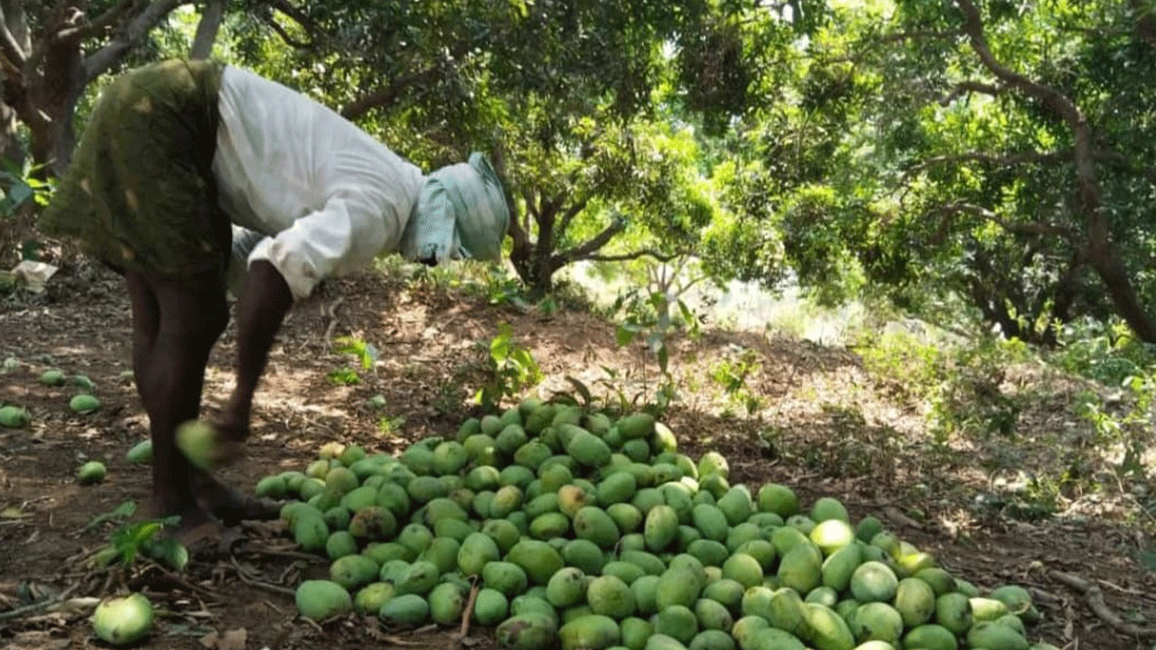 ఉమ్మడి జిల్లాలో ఈదురు గాలుల వర్షం