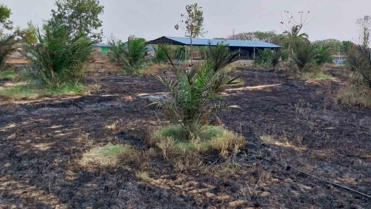 అగ్నికి ఆహుతైన ఆయిల్‌ పాం తోట