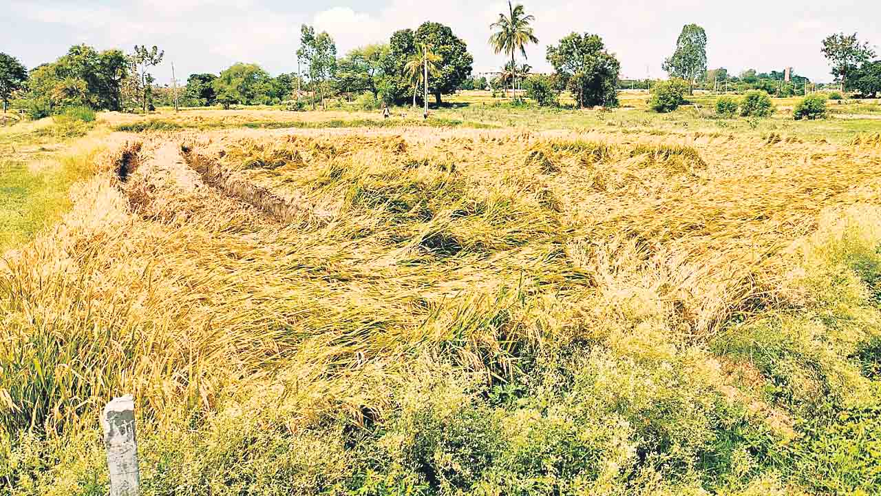 కూలీలతో కోత కోయిస్తున్న..