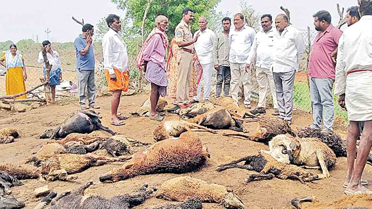 గొర్రెల మందపై అడవి జంతువులు దాడి