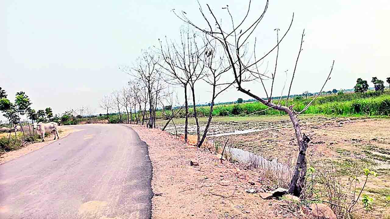 ఎండిపోయి.. మట్టిలో కలిసిపోయి