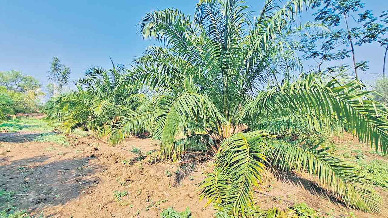 Oil Palm | ఆయిల్పామ్ ఆగమాగం.. కాంగ్రెస్ సర్కారు నిర్వాకంతో సాగు ప్రశ్నార్థకం!