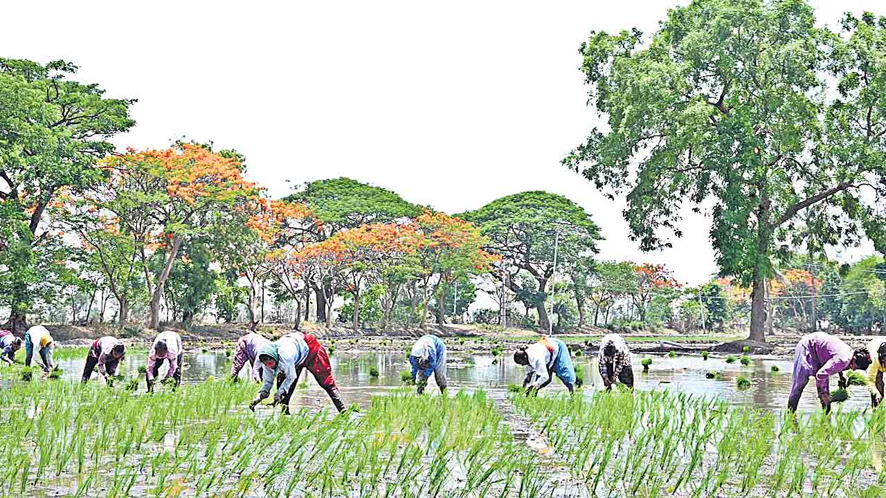 వరి నాట్లు షురూ