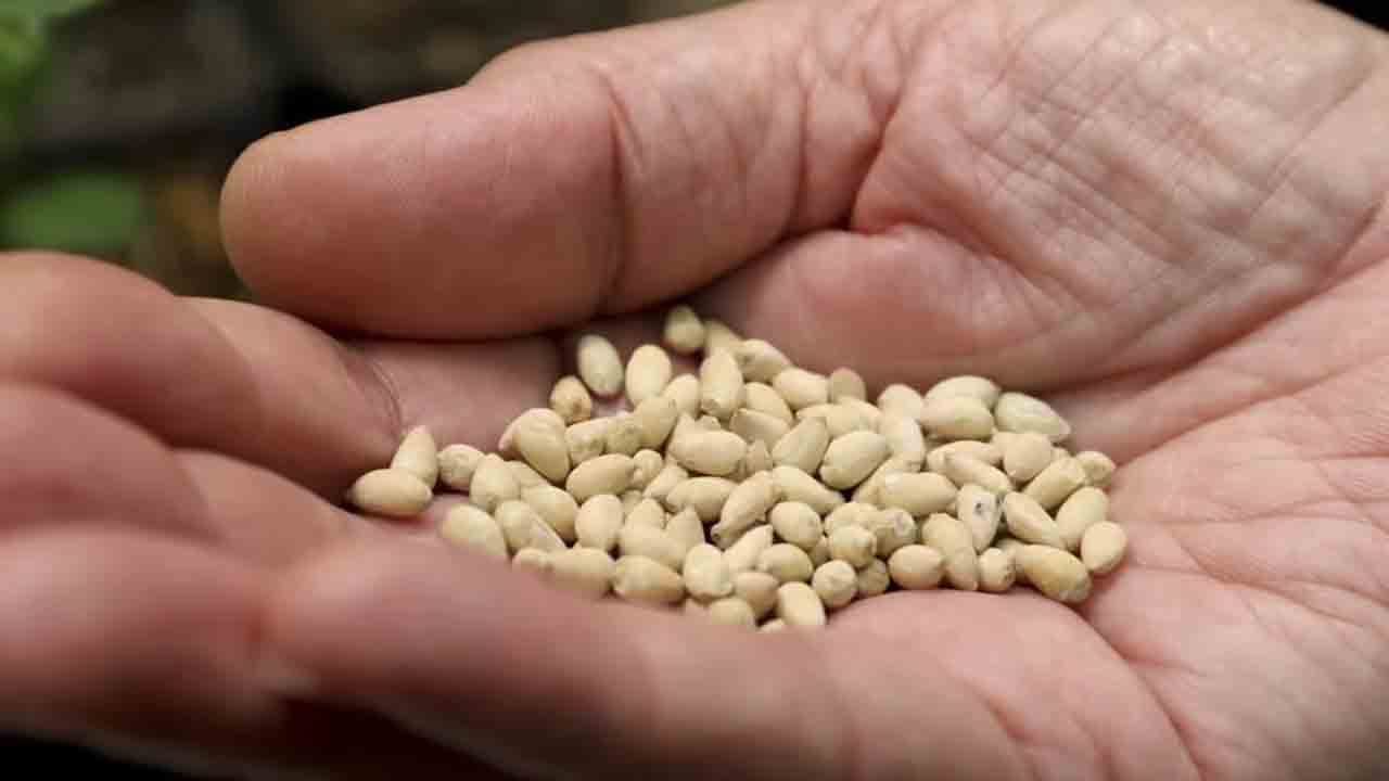 Adilabad | విత్తన సరఫరాలో ప్రభుత్వ విఫలం.. గగ్గోలు పెడుతున్న రైతులు