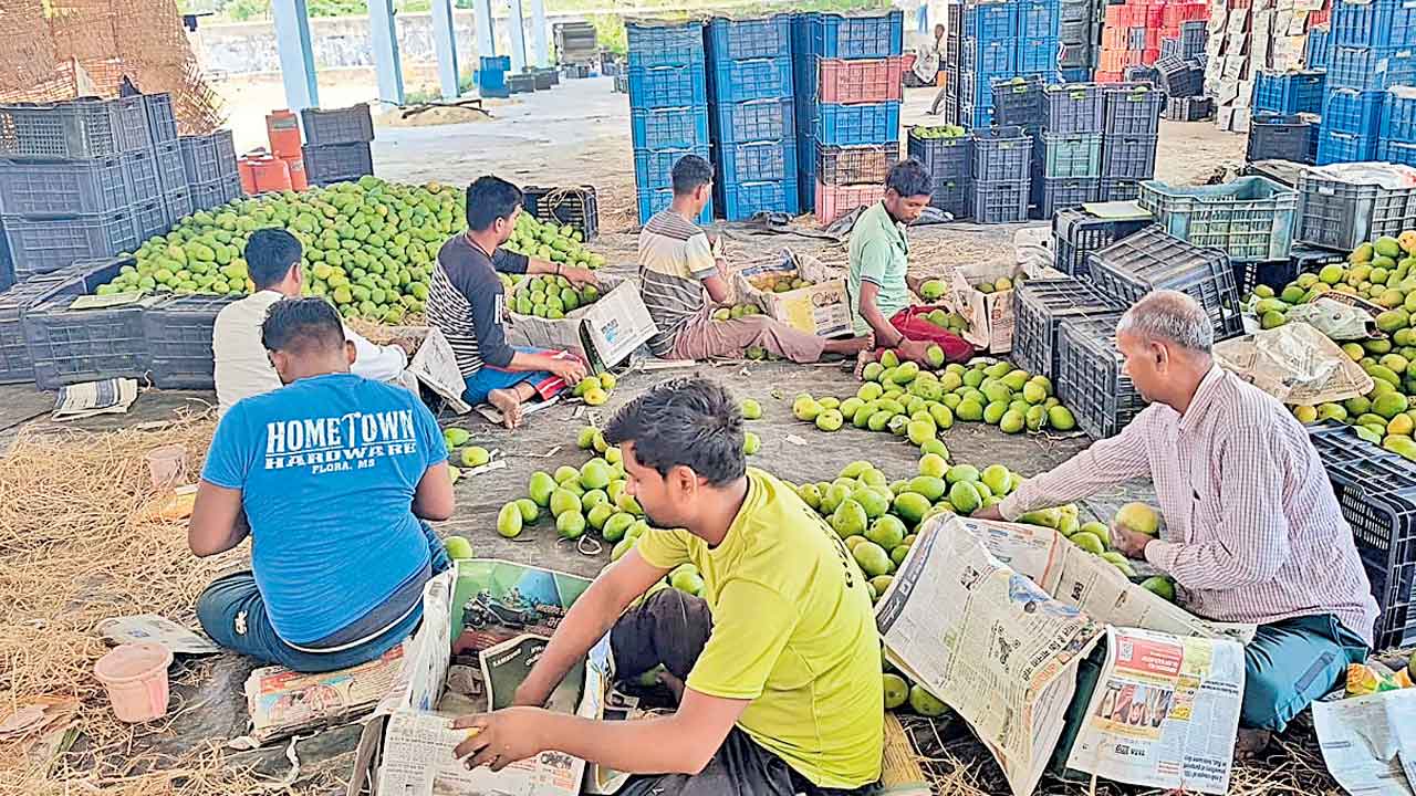 మామిడి ఎగుమతులు అదుర్స్‌