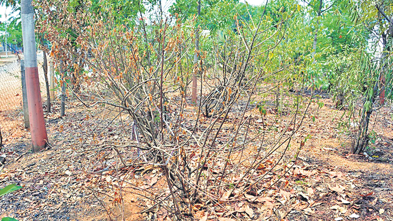 హరితహారంపై నీలినీడలు