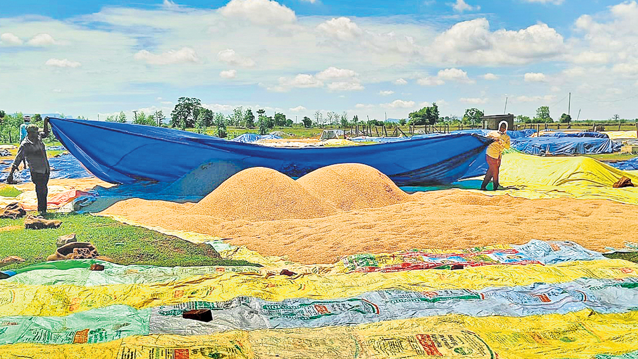 Paddy Procurement | సీఎం చెప్తే మాకేంటి?.. తడిసిన ధాన్యం కొనుగోలుకు అధికారులు ససేమిరా