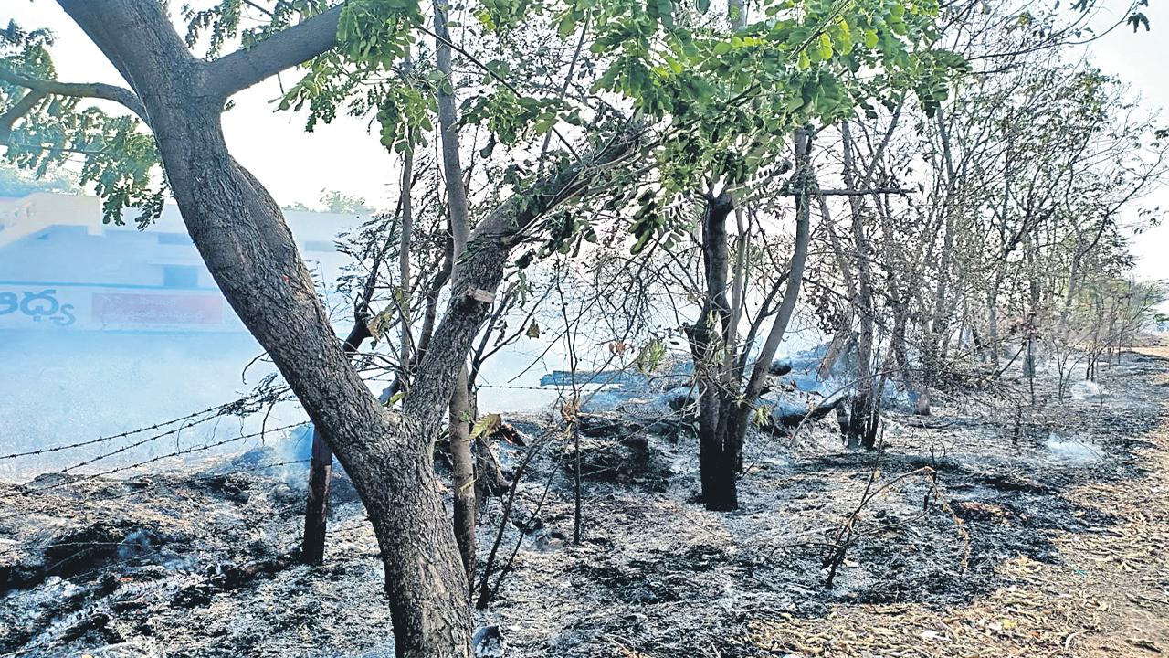 హరితహారం అభాసుపాలు