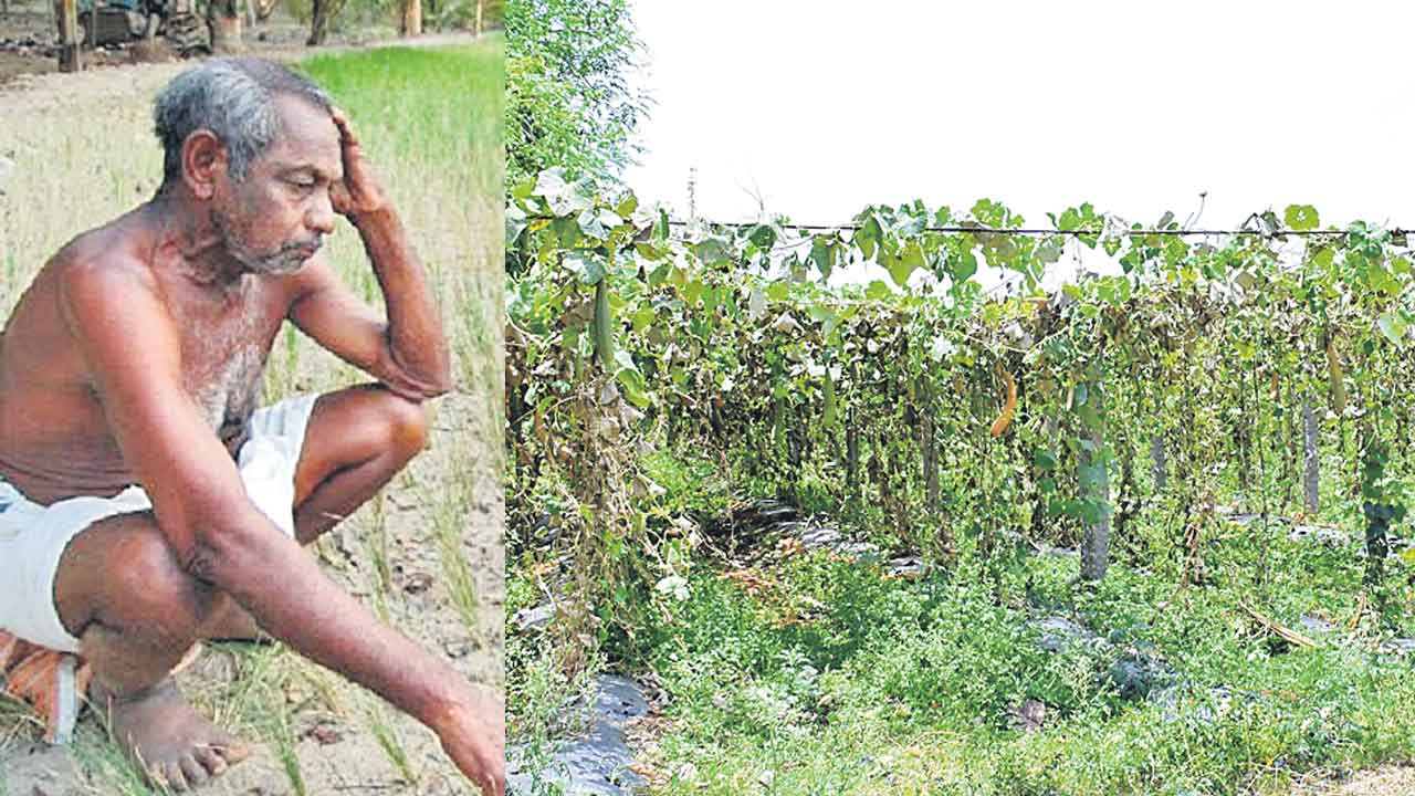 ఉద్యానం వెలవెల