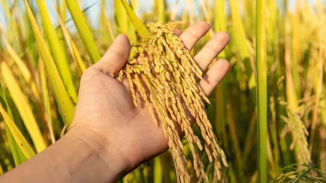 Bonus | వరికి ‘బోనస్‌’ ఉరి!.. సాగును నియంత్రించేందుకు కాంగ్రెస్‌ సర్కారు యోచన