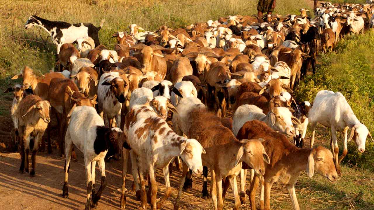 గొర్రెల పంపిణీకి మంగళం !