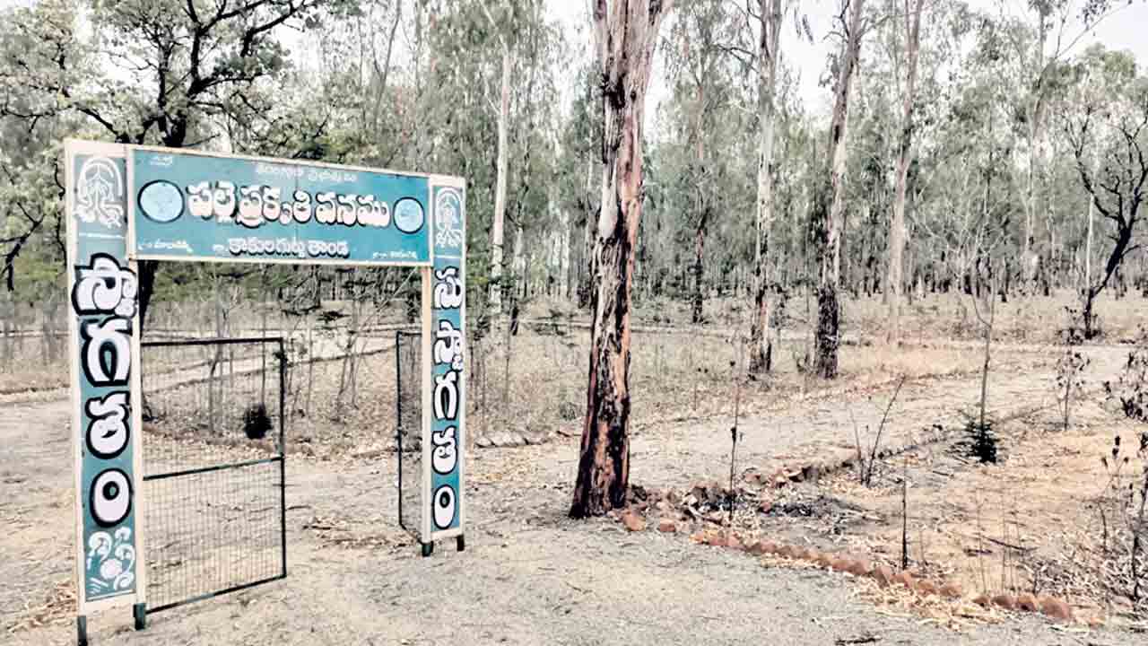 ప్రకృతివనం.. కళా విహీనం