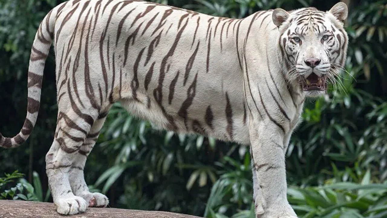 జూలో బెంగాల్‌ టైగర్‌ ‘అభిమన్యు’ మృతి