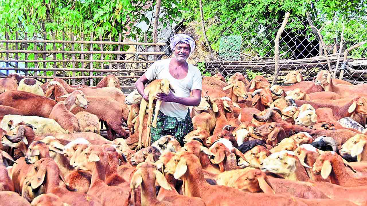 గొర్రెల స్కీంకు మంగళం !