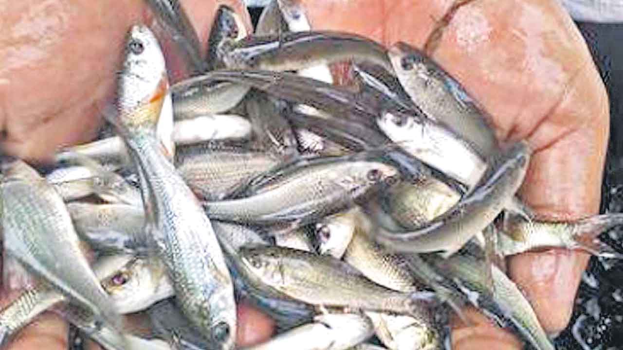 చేపపిల్లల వదిలివేతకు ఖరారు కాని టెండర్లు