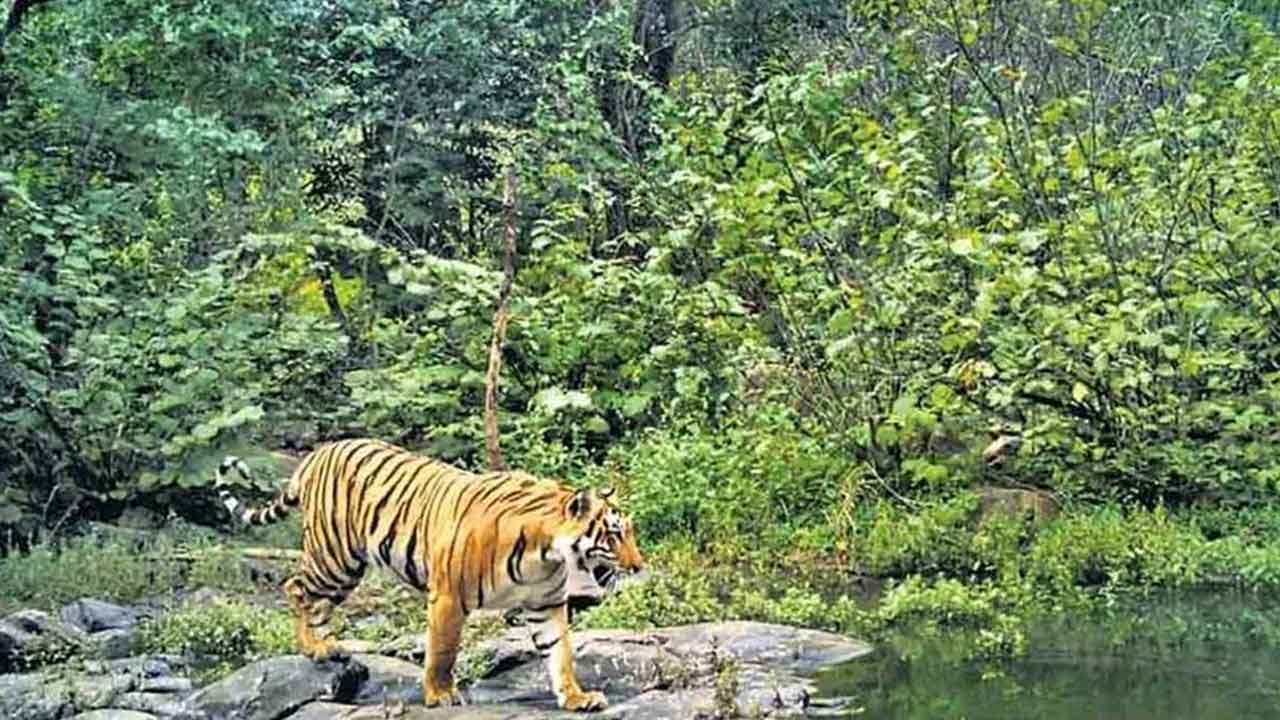 Amrabad Tiger Reserve | ప్లాస్టిక్‌ ఫ్రీ జోన్‌గా అమ్రాబాద్‌ టైగర్‌ రిజర్వ్‌