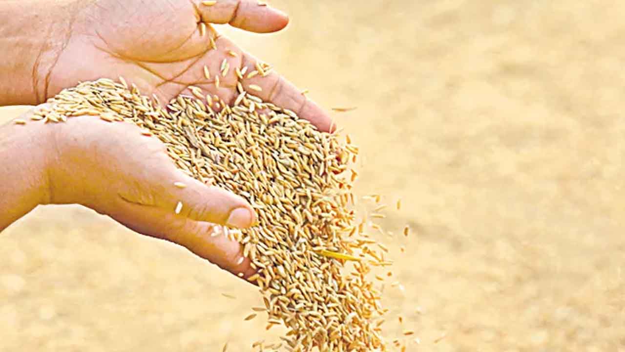 Paddy Seeds | చేతులెత్తేసిన అధికారులు.. సన్న వడ్ల విత్తనాలకూ కొరత!