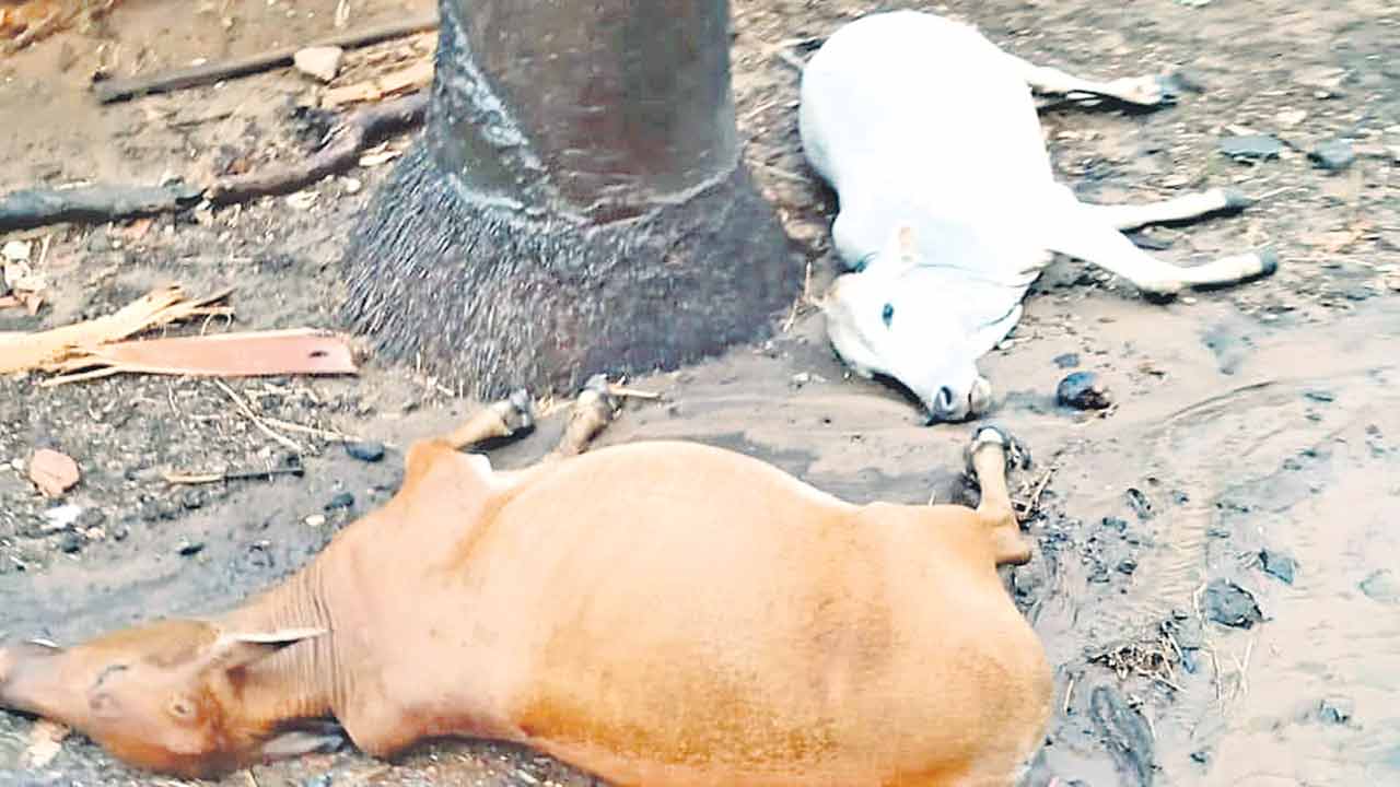 సిర్పూర్‌(టీ)లో భారీ వర్షం