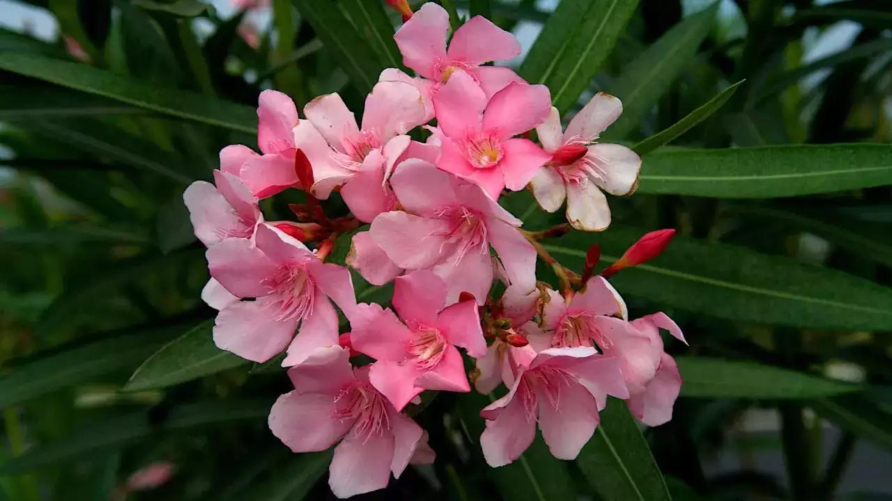 Arali Flower Ban | కేరళ ఆలయాల్లో అరలి పువ్వులపై నిషేధం..! మహిళ మృతే కారణమా..?