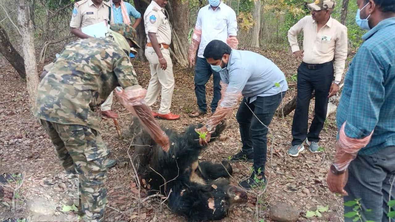 Bear | ఆసిఫాబాద్ అడవుల్లో తీవ్రగాయాలతో ఎలుగుబంటి మృతి..