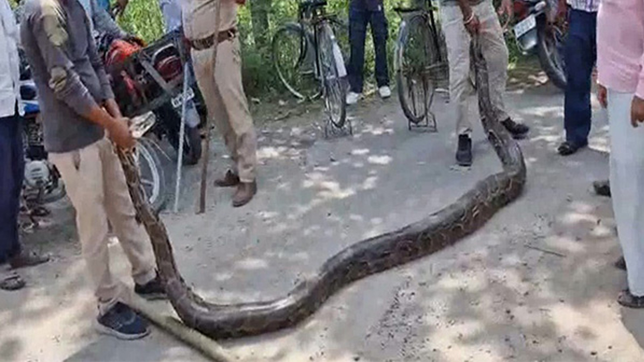 Big Phython | పొడవు 13 అడుగులు.. బరువు 125 కిలోలు.. జనావాసాల్లోకి భారీ కొండచిలువ..!