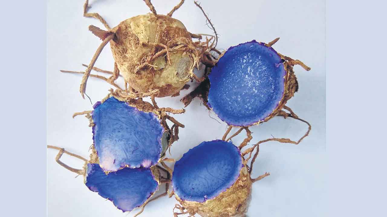 Black turmeric | పచ్చ పసుపుకంటే నల్ల పసుపుతో చాలా ప్రయోజనాలు.. అవేంటో తెలుసా..?