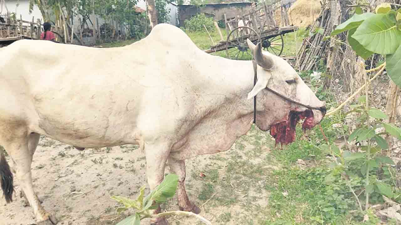 నాటు బాంబు పేలి ఎద్దుకు తీవ్ర గాయాలు