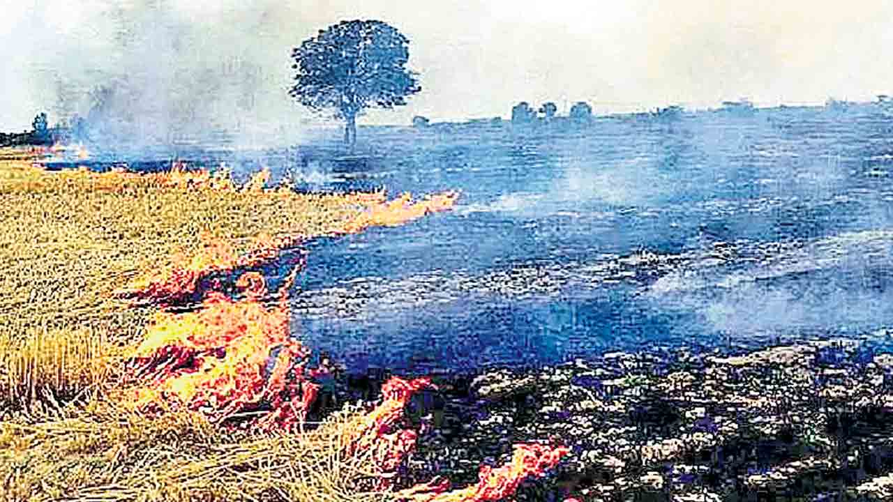 వరికొయ్యలు కాల్చితే నష్టం
