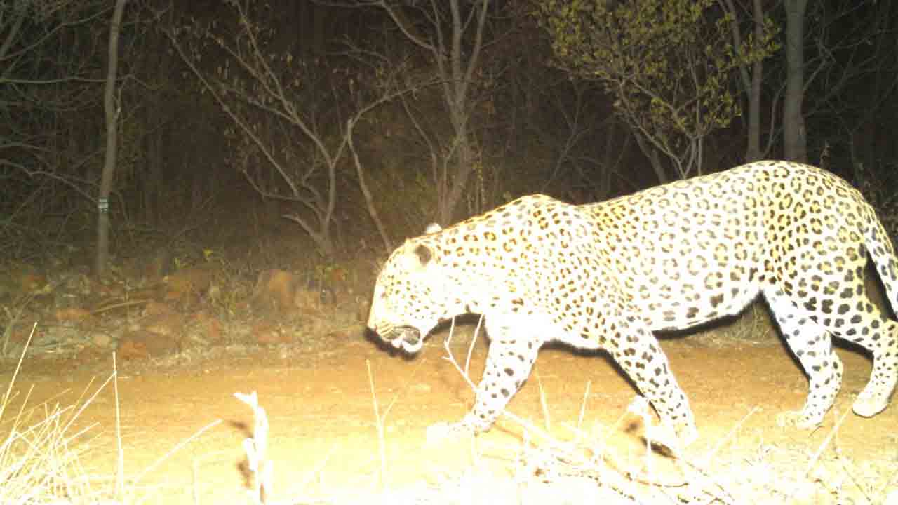 ట్రాప్‌ కెమెరాకు చిక్కిన చిరుత