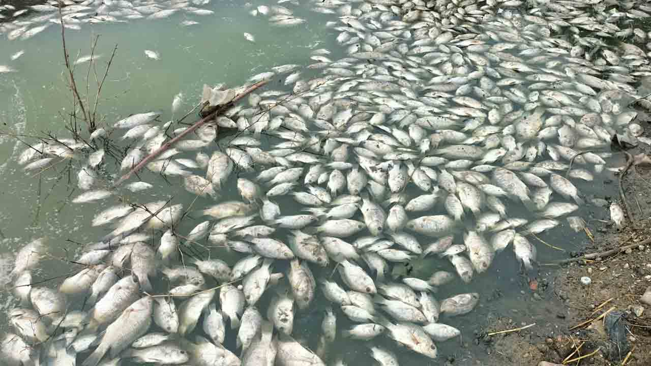 కడుకుంట్ల చెరువులో చేపలు మృతి